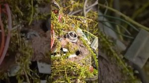 Нашли Аниматроника под водой! #аниматроники #фнаф