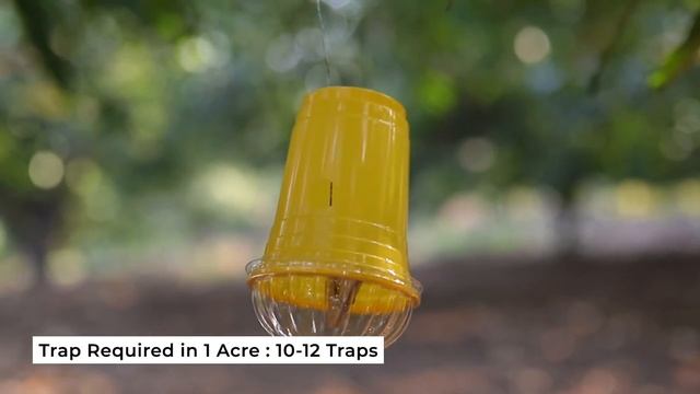 Rakshak Methyl Eugenol // Pheromone Lure // Bactrocera Dorsalis // Low Cost Fruit Fly Trap // ADP смотреть онлайн