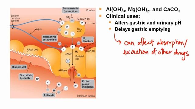 Gastrointestinal Pharmacology - Acid Suppression, H2 Blockers, PPI, Bismuth, Sucralfate... смотреть онлайн