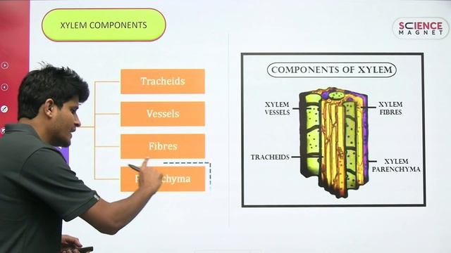 Railway Group D Biology🤩 Xylem & Phloem by Neeraj Sir | रोज आ रहे प्रश्न #neerajsir #sciencemagnet смотреть онлайн