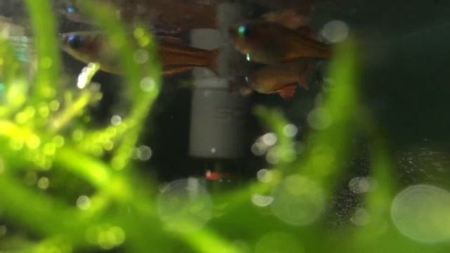 Pseudomugil Paskai смотреть онлайн