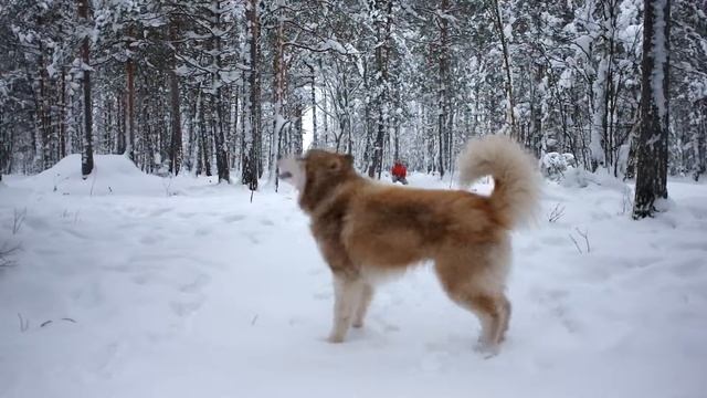 Дуэт с Мартином) смотреть онлайн