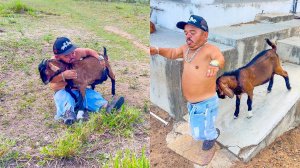 PILILIU FOI MEXER COM O BODE BRAVO E SE LASCOU 😱😂 | PILILIU DA RESENHA