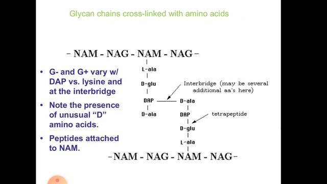 Structure of Bacteria - part 2 смотреть онлайн