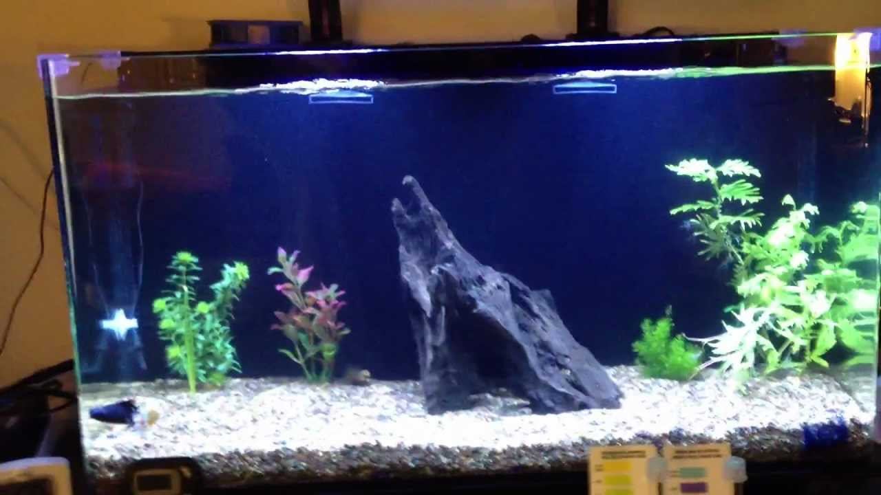can you cycle a planted fresh water tank with a UV filter running? week 2 смотреть онлайн