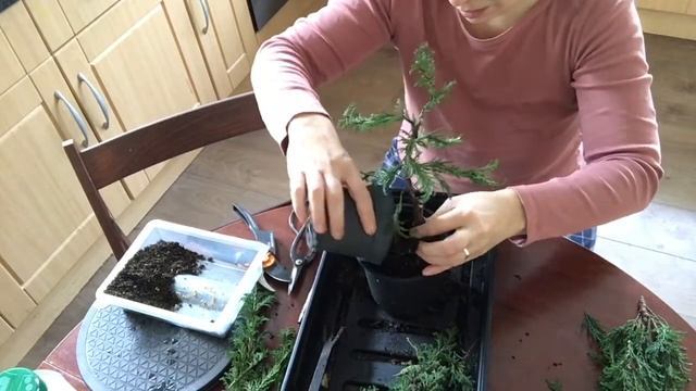 £1 tree (if you’r lucky) bonsai makeover смотреть онлайн