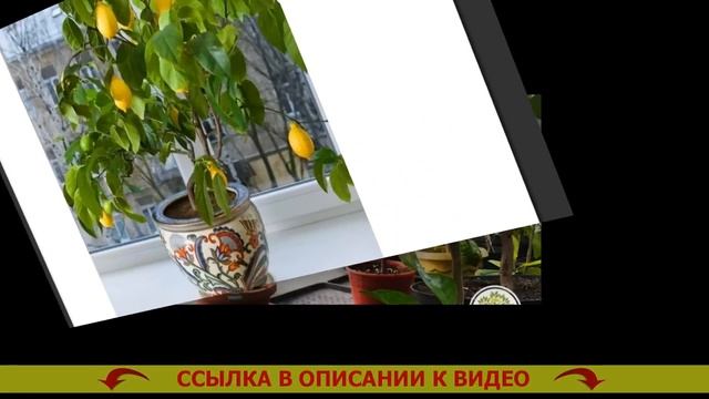 РАЗМЕР ГОРШКА ДЛЯ ЛИМОНА В ДОМАШНИХ УСЛОВИЯХ ✔ смотреть онлайн
