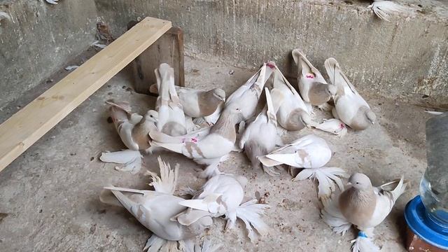 Бойние голуби. Лимонки. 19.11.22 Грузия. Тбилиси смотреть онлайн