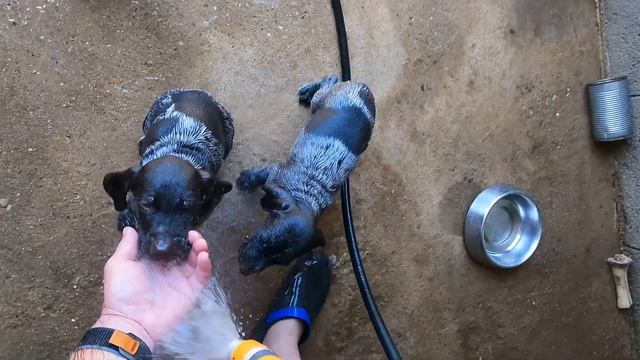 Когда температуры 35 - 40 влюбляем малыша в воду 😊 даже если у них меньше 50 дней 😊 смотреть онлайн