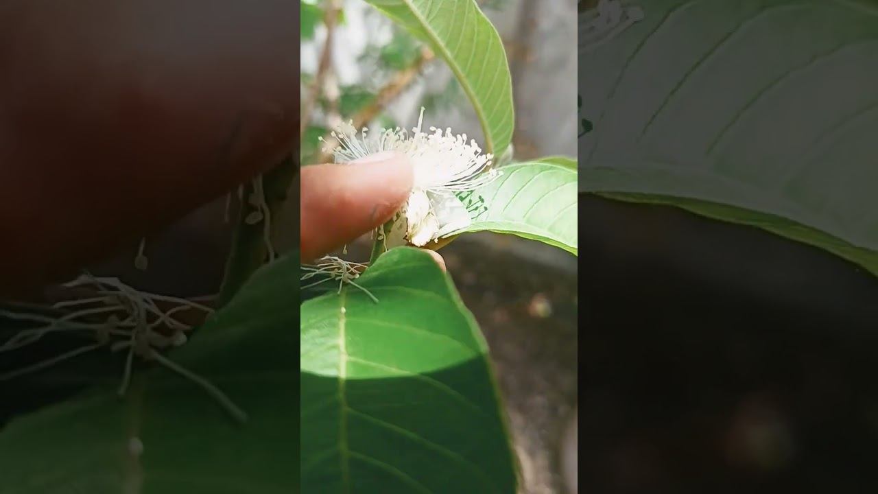 Reproduction in plants part 3(Pistil/Carpel of Psidium guajava) смотреть онлайн