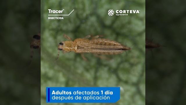 Tracer 120 SC para el control de trips en flores смотреть онлайн
