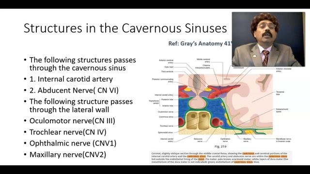 Cavernous Sinus--Contents and Communications смотреть онлайн