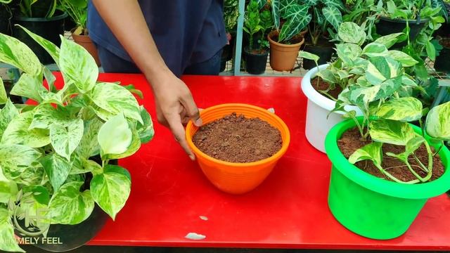 മണി പ്ലാൻ്റ്സ് ബുഷി ആയി വളർത്താൻ ഉള്ള 2 എളുപ്പ മാർഗങ്ങൾ | with English Subtitles | HomelyFeel |Diya смотреть онлайн