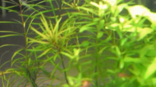 Acquario Aquael 20 litri. смотреть онлайн
