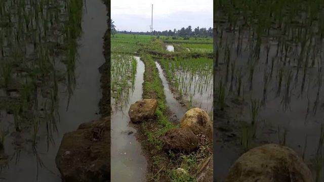 Pembuatan POC Organik NPK Plus Asam Amino Secara Sederhana dengan tambahan Kultur Agensi Hayati... смотреть онлайн