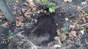 Осеннее внесение перегноя и золы под виноградные кусты