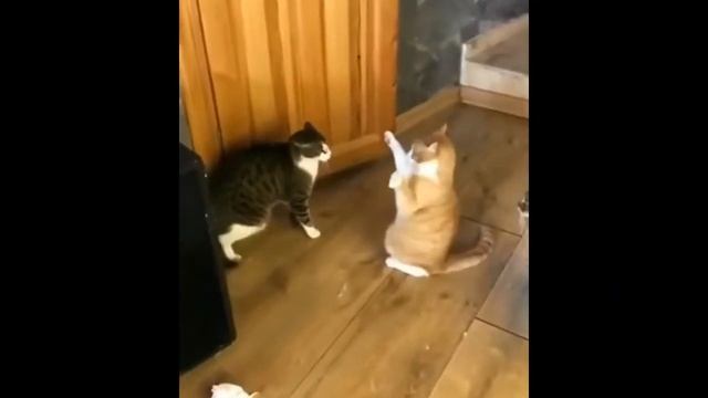 BEST CUBE COMPILATION EXPRESS #28 COUB ПОДБОРКА ПРИКОЛОВ Январь 2019 смотреть онлайн