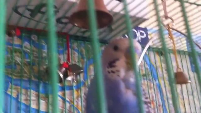 Мой попугай смотреть онлайн