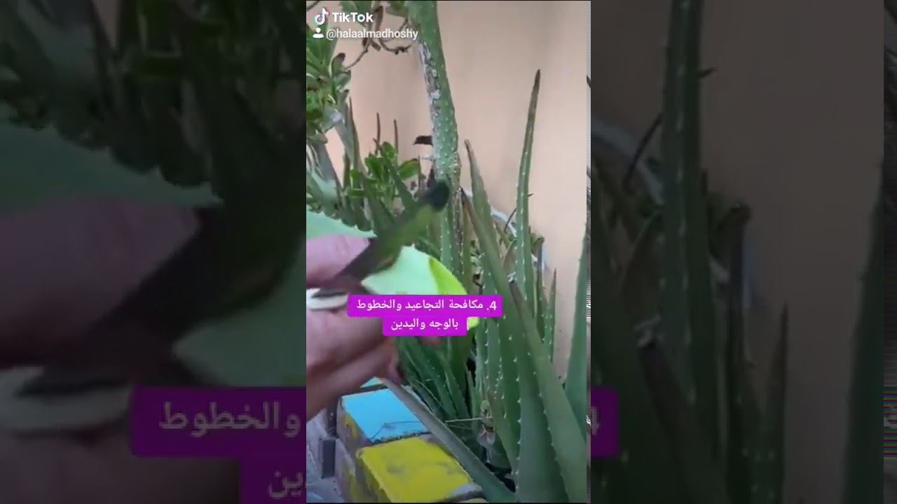10فوائد الصبار الاوليفيرا الطبيعي لجميع انواع البشرة!! смотреть онлайн
