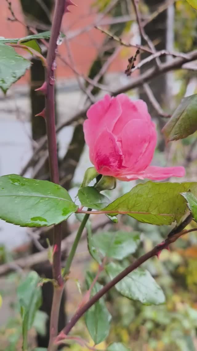 Краснодар в конце ноября, осень, +4°. Природа. Цветы, роза, опавшие листья 🌿🍁 смотреть онлайн