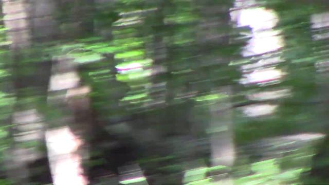 Huge Sasquatch Sitting Beside The Tree 8-9-18 смотреть онлайн