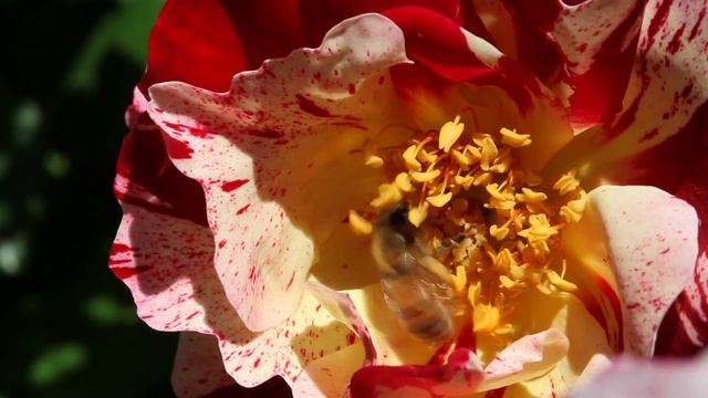Canon EOS 5D Mark II Practice Video: Bee & Rose Macro 01 смотреть онлайн