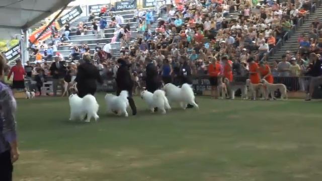 Best Breeders Group In Show смотреть онлайн