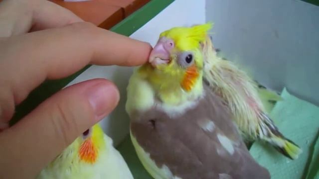 Птенцы корелл, ) смотреть онлайн
