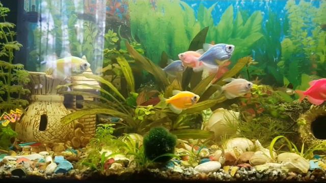 Изменения в аквариуме смотреть онлайн