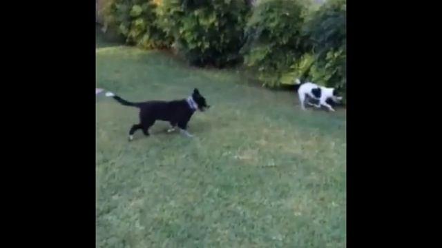 Magic and his gal pal, Val смотреть онлайн