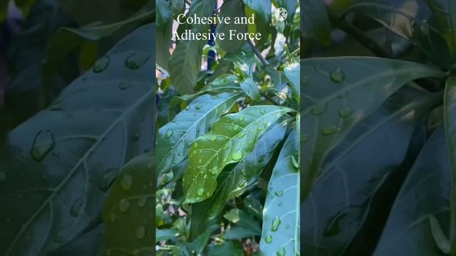 Cohesive force | Adhesive force| Surface tension | water droplets on leaf | angle of contact смотреть онлайн