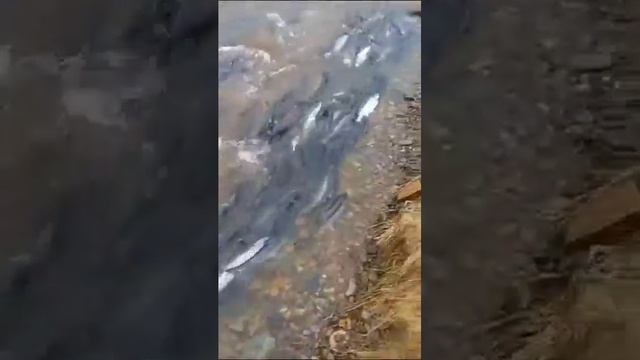 Магаданская красота.Друг прислал... смотреть онлайн