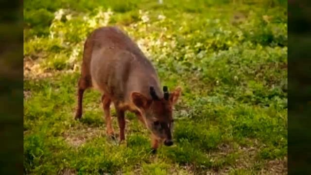 Sur de Chile, Regiones, Capitales, Parques Nacionales, Flora y Fauna смотреть онлайн