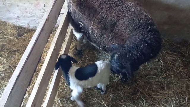 Кросс Дорпера 75% ягнята смотреть онлайн