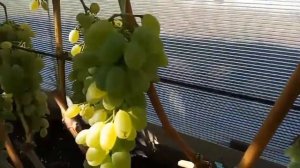 Виноград КИШМИШ «ХОУП». Виноградник Шакуровых. Ульяновская область