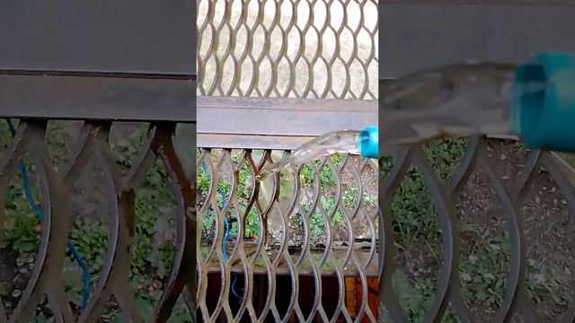 Как правильно поливать сад огорода цветы растения, как пользоваться лейкой чтобы не размывать грунт смотреть онлайн