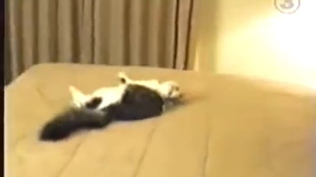 кошка башкой в стенку смотреть онлайн