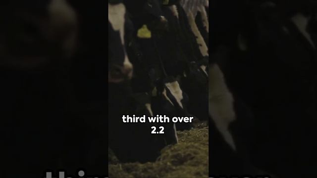 Moo-ving Populations: Top 5 Cow-Heavy States смотреть онлайн