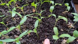 Подсыпаем землю в рассаду перцев.