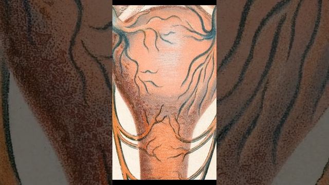 اسباب تأخر الحمل عند المرأة|مشاكل السائل المنوي Short# смотреть онлайн
