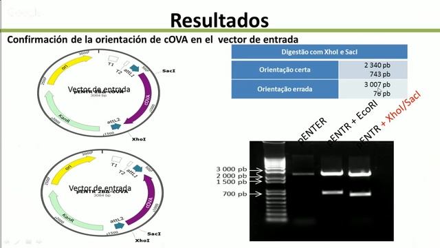 Apoptosis y cáncer - Melanie Gonzales Carazas смотреть онлайн