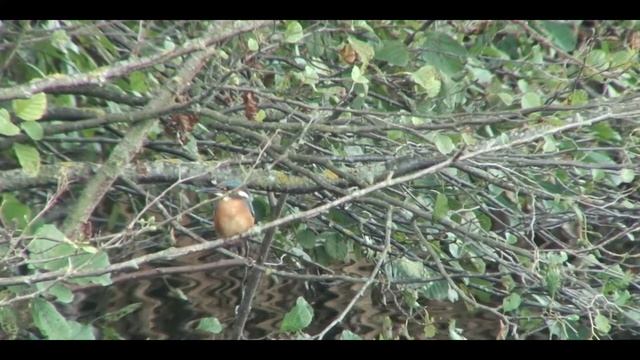 Naturschutzzentrum Biodiversum „Camille Gira“ Naturschutzgebiet Haff Réimech Teil 4/4 смотреть онлайн