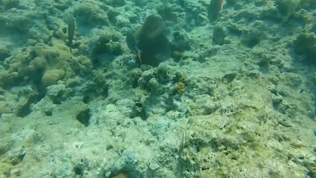 KW snorkel • 4.10.15 смотреть онлайн
