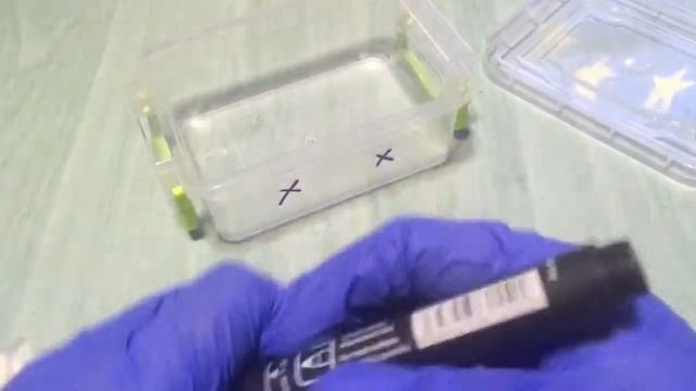 Самодельный формикарий для муравьёв Lasius niger смотреть онлайн