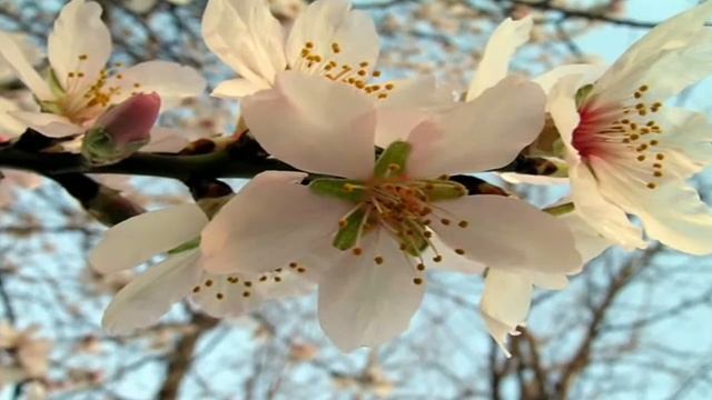 Love Story - Richard Clayderman смотреть онлайн