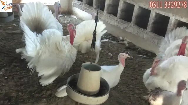 Turkey Bird Breeder Pair Egg Laying For Sale And Turkay Bird Egg For Sale in Pakistan смотреть онлайн