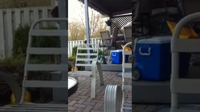 Santi calling the birds! смотреть онлайн