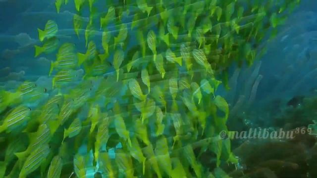 The Most Beautiful Ocean Creature's смотреть онлайн