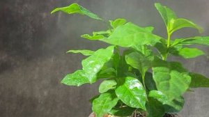 7 правил опрыскивания комнатных растений | Как, зачем и чем опрыскивать комнатные цветы