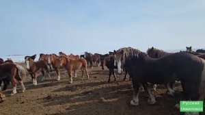 Зима не отступает. | Табунное коневодство